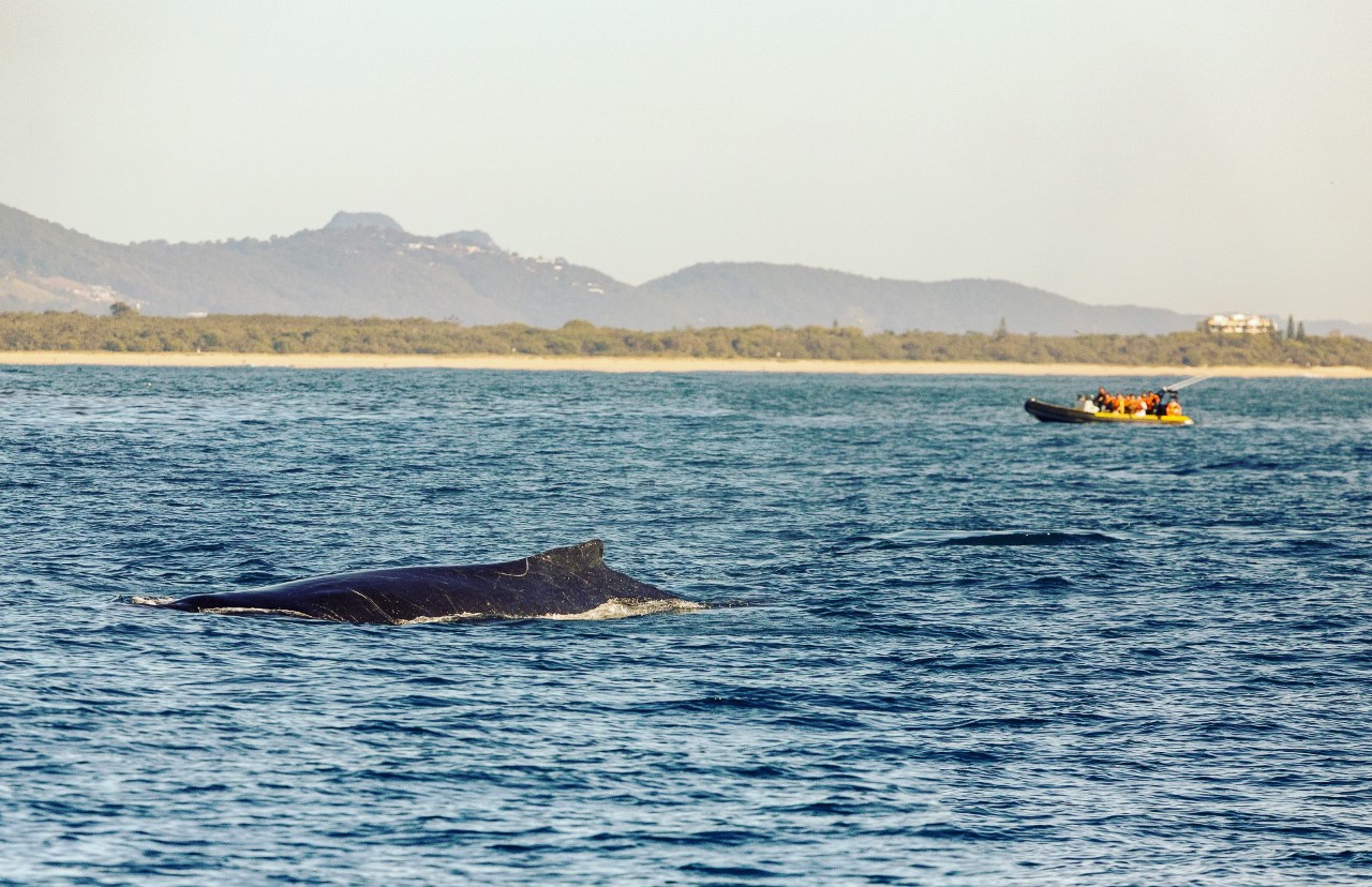 Adventure Rafting 1.5HR Whale Watching Adventure (June - Oct)