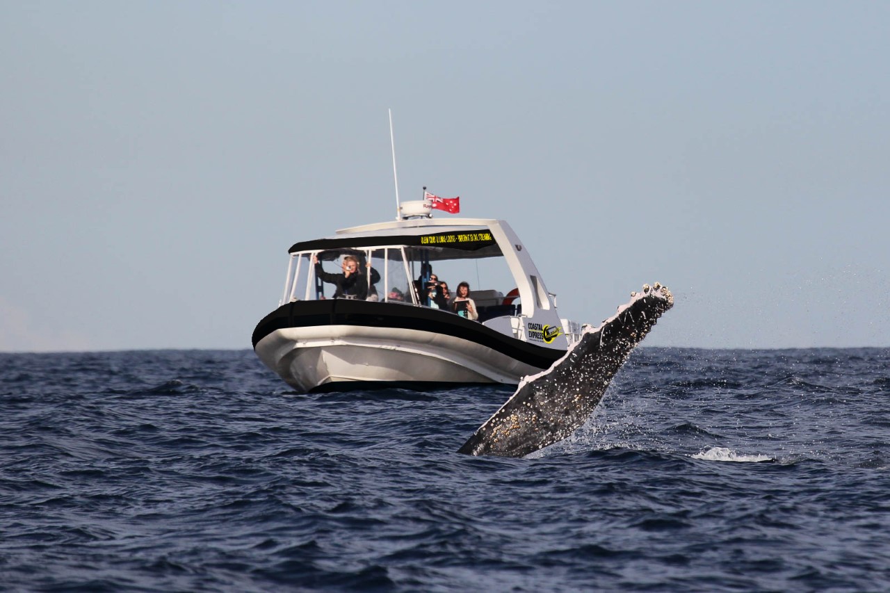 Coastal Express 2HR Mooloolaba Whale Watching Experience (June - Oct)