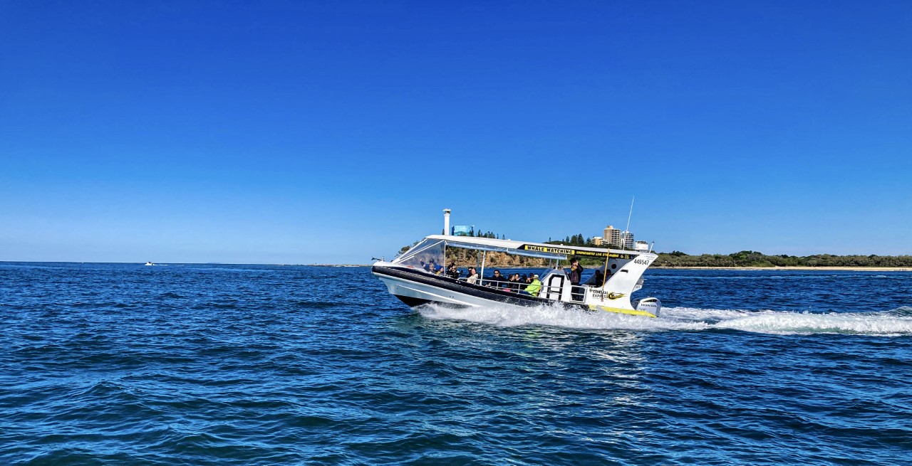 Mooloolaba Turtle Tour 1.5HR (Nov - May)