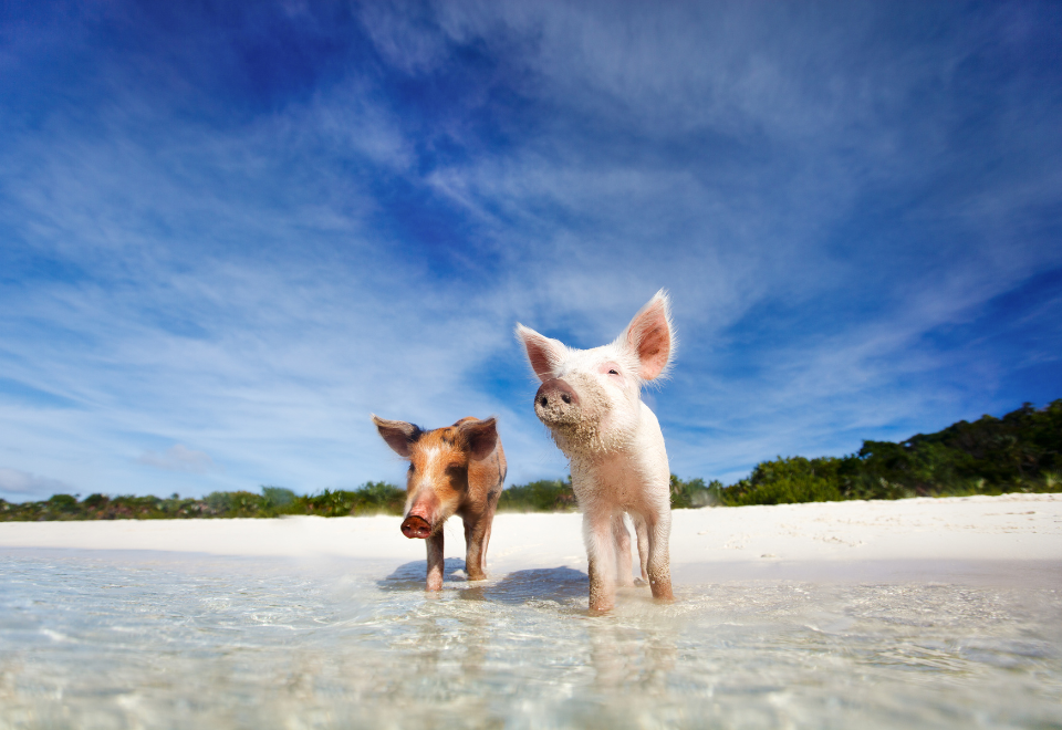 Half Day Rose Island Day Charter - Swimming Pigs