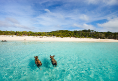 The Exuma Cays Charter - Swimming Pigs