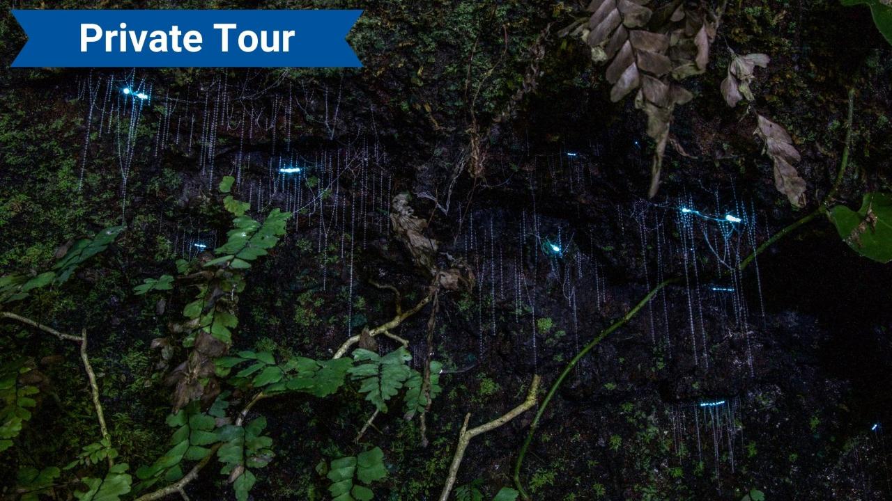 Private Tour - Evening Rainforest & Glow Worm Experience