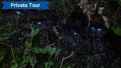 Private Tour - Evening Rainforest & Glow Worm Experience