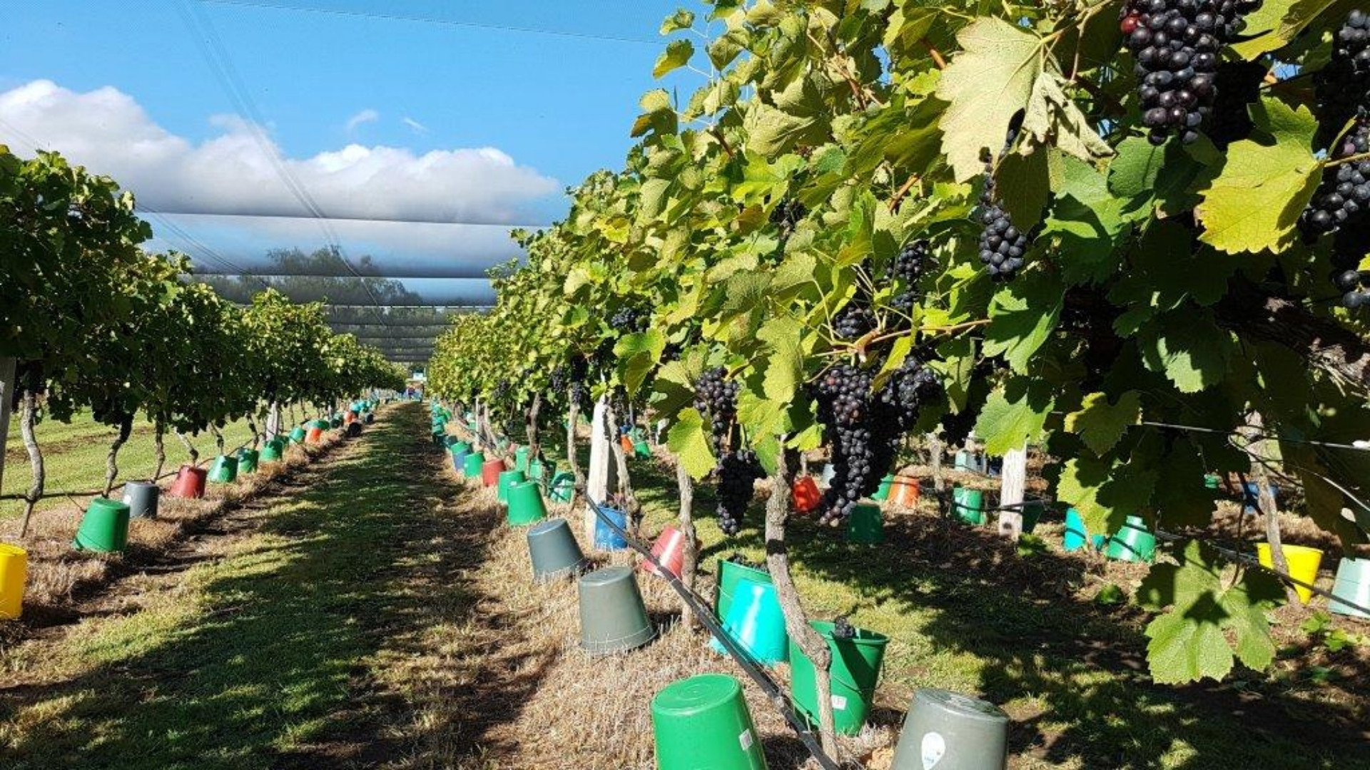 Scenic Rim Farm, Food & Wine Experience