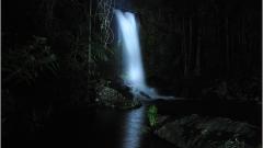 Evening Rainforest & Glow Worm Experience