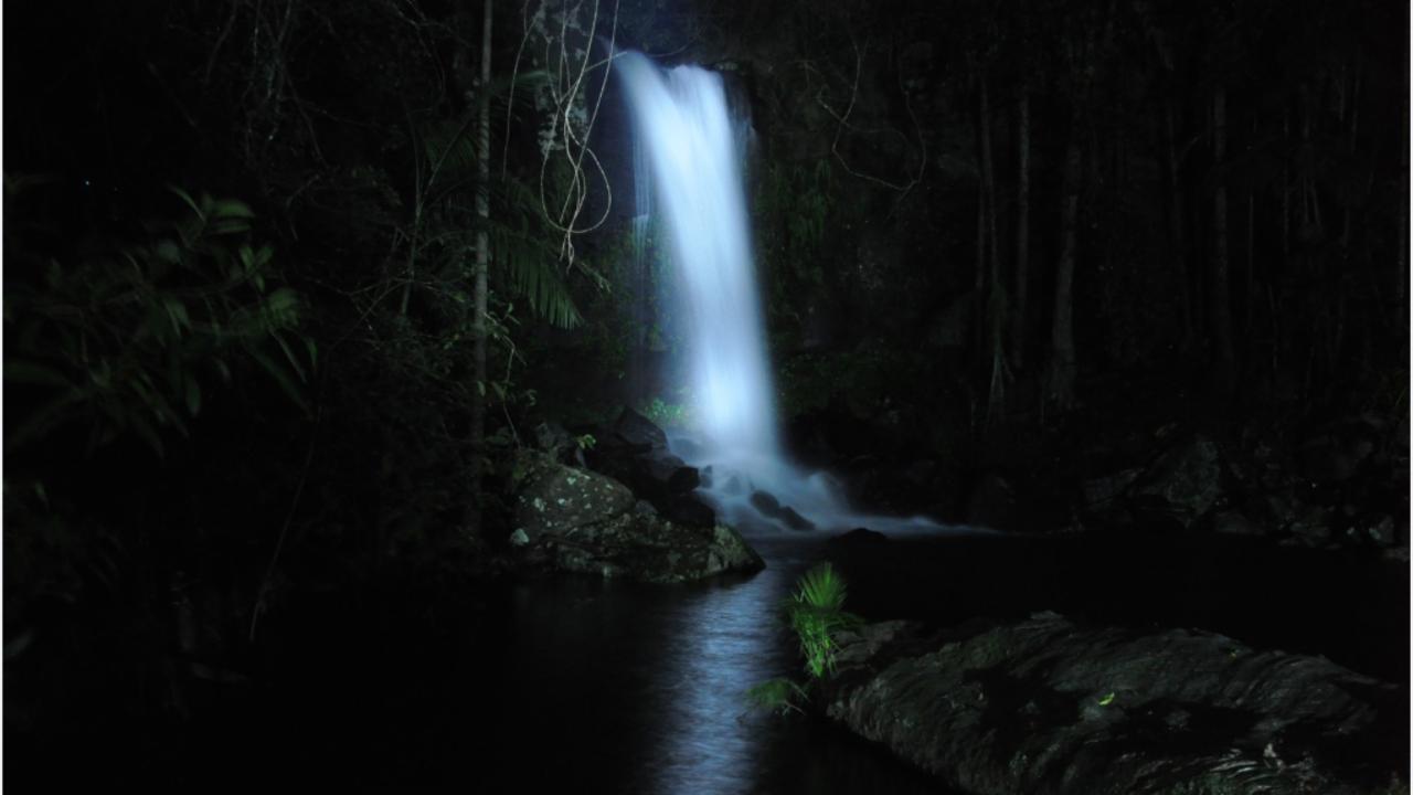 Private Tour - Evening Rainforest & Glow Worm Experience