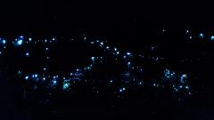 Evening Rainforest & Glow Worm Experience