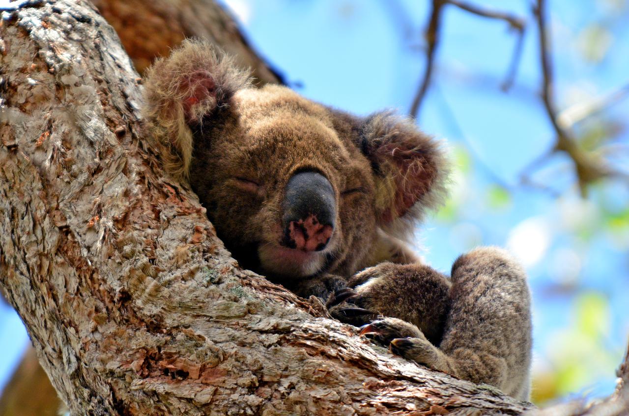 Private Tour - Kangaroos and Mountain Views