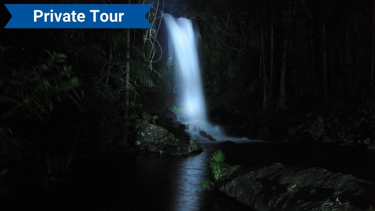Private Tour - Evening Rainforest & Glow Worm Experience with Dinner Fri/Sat Nights