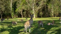 Kangaroos, Koalas and Tamborine Mountain Views + Jet Boating Combo - SAVE $10