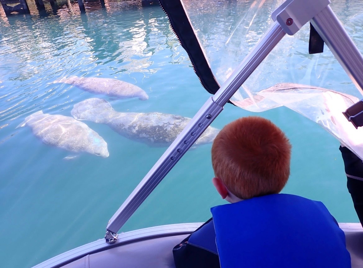 Sightseeing & Manatee Viewing Boat Tour