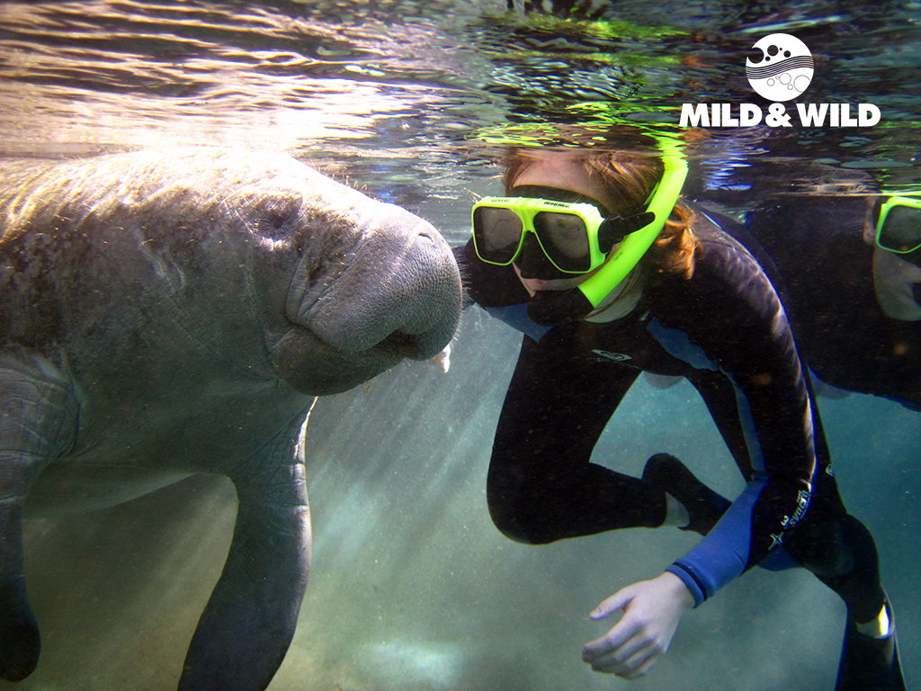 Semi-Private or Private Heated VIP Manatee Swim Tour - Pontoon of ...