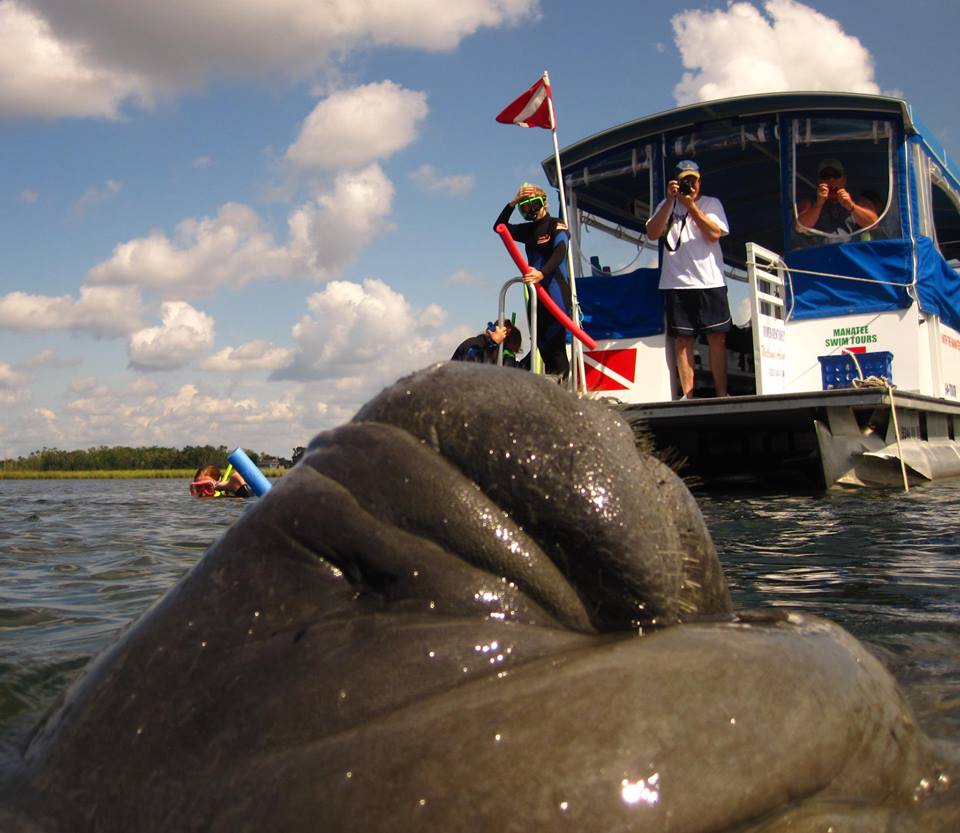 River Ventures Swim With Manatee Endangered Encounter 3 Hr   RV Shot Lg 