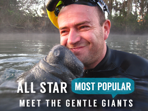 Swim with Manatee Tour - Endangered Encounter (3 hr) - Crystal River