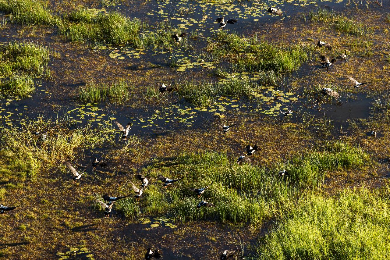 The Ultimate Wetland Scenic 60 min ( Darwin)