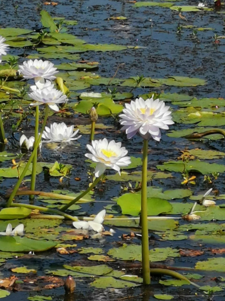  Kakadu National Park from Darwin: 1 Day 4WD Micro Tour, 4-6 guests only