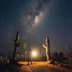 Cactus Stargazing in the Desert