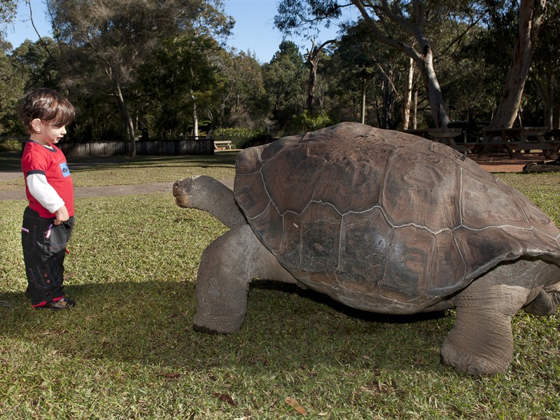 [파충류명소] 랩타일 파크 (Sydney Reptile Park)