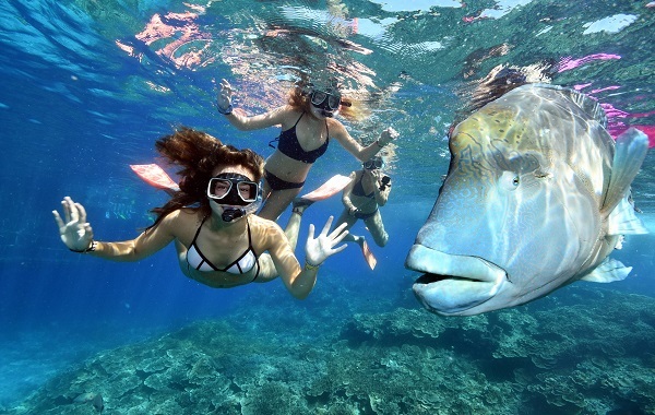 [프리미엄] 리프매직 크루즈 스노클링 (Reef Magic Cruises Snorkelling)