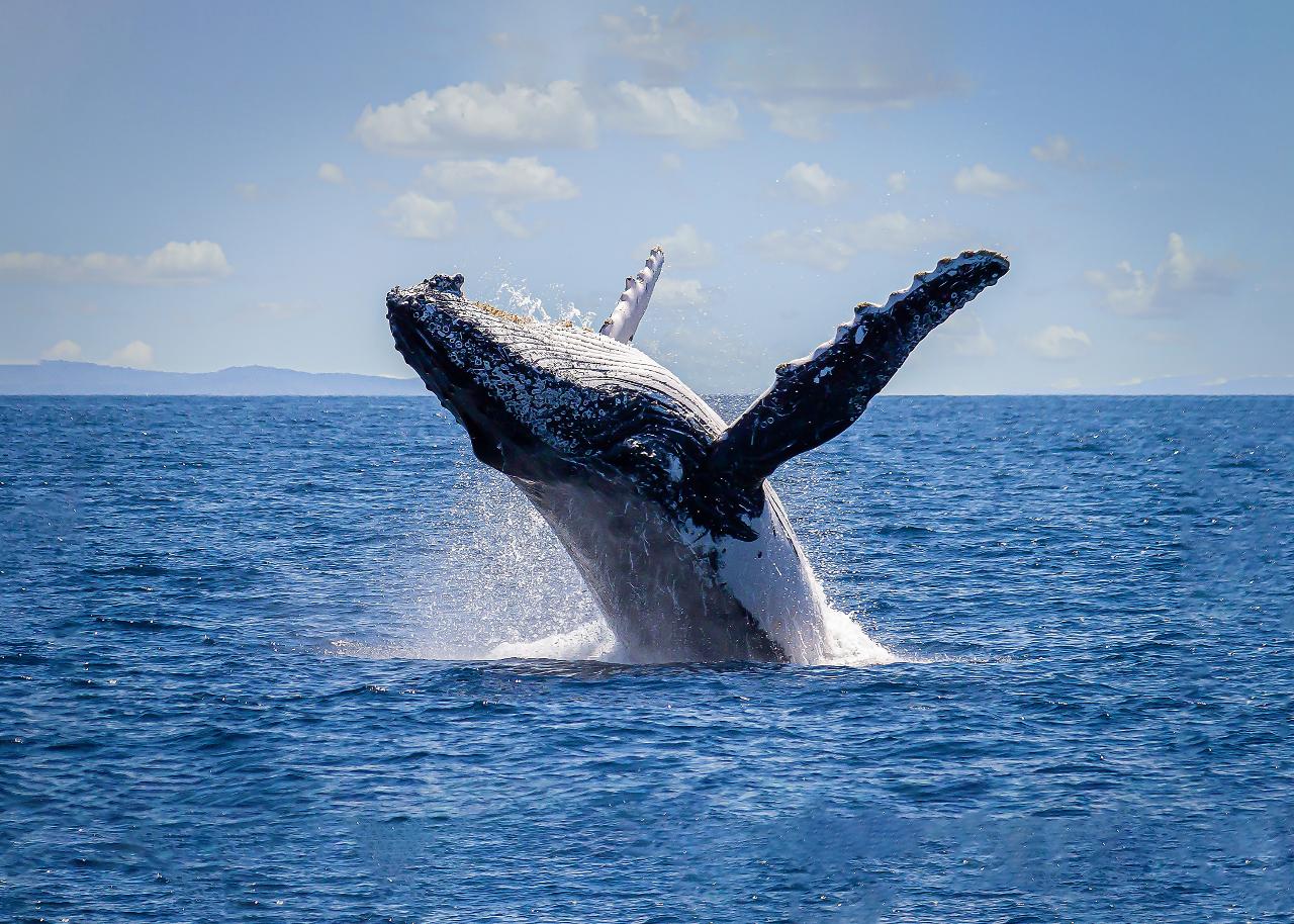 **휴면** [캡틴쿡] 야생 고래 왓칭 2.5시간 (2.5hrs Whales Watching - Captain Cook)