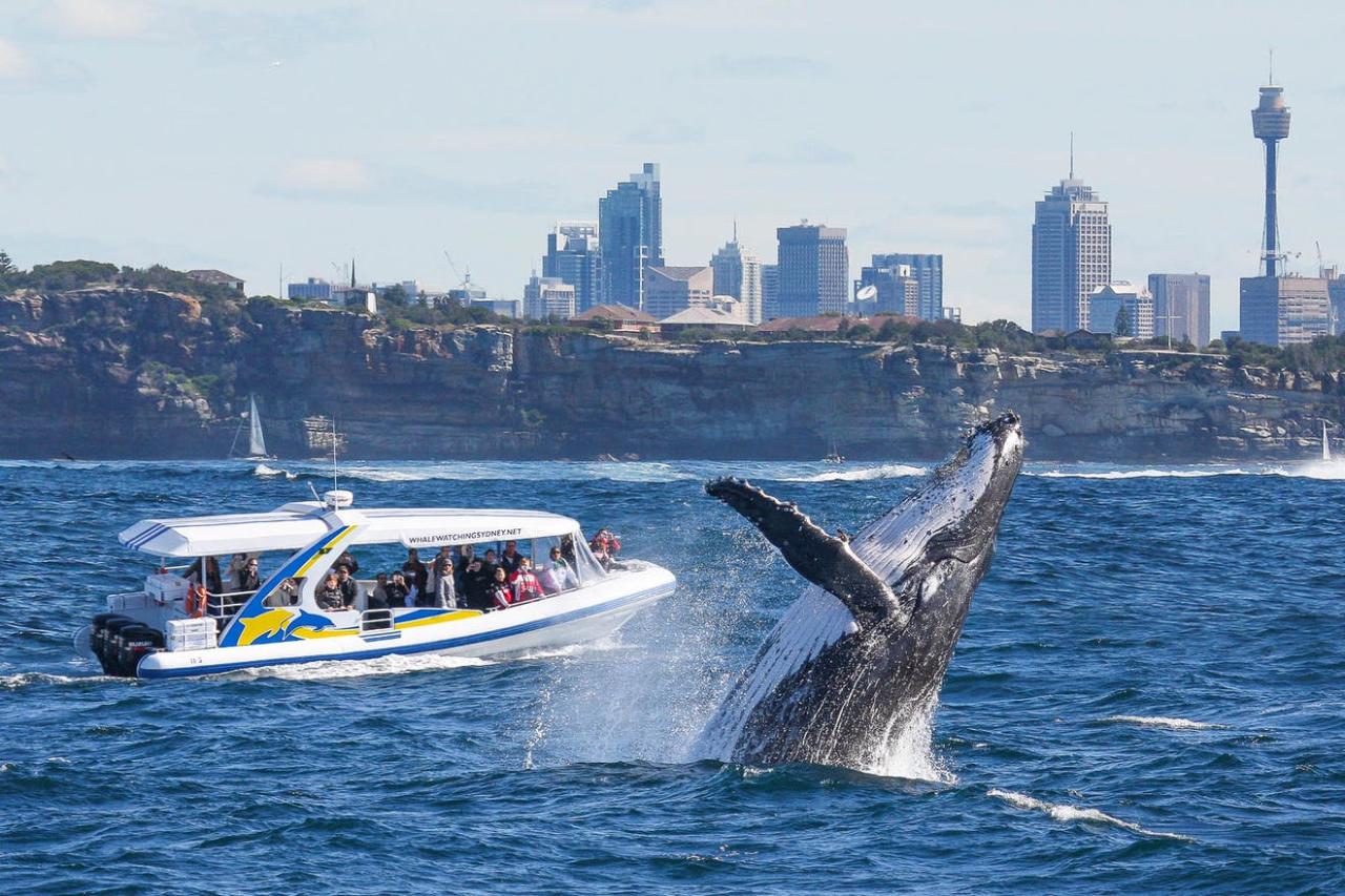 [판타씨] 야생 고래  왓칭 2시간 (2hrs Express Whales Watching  - Fantasea)