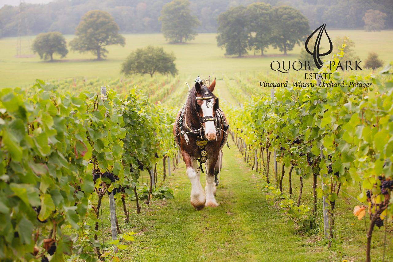 Quob Park Estate Group Vineyard and Winery Tour