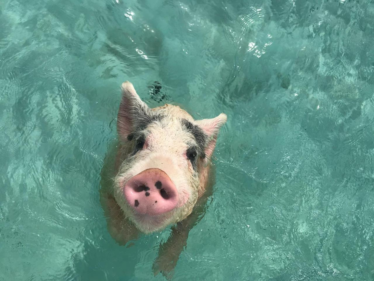 Intrepid Full Day Pigs Tour (PRIVATE CHARTER)