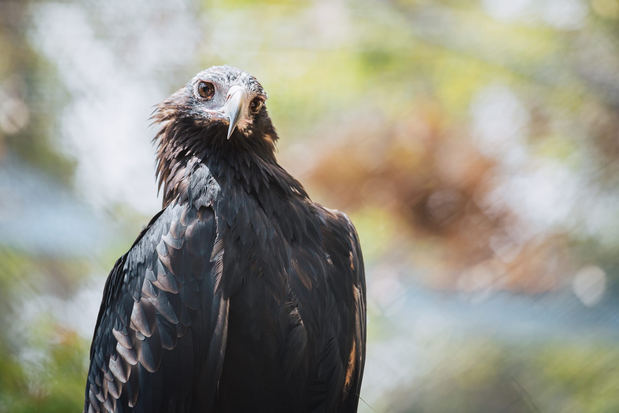 Eagles Heritage Encounters and Birds of Prey Forest Walk