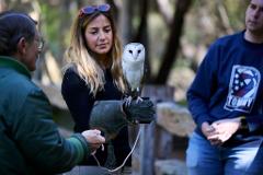 VIP Owl Encounter 
