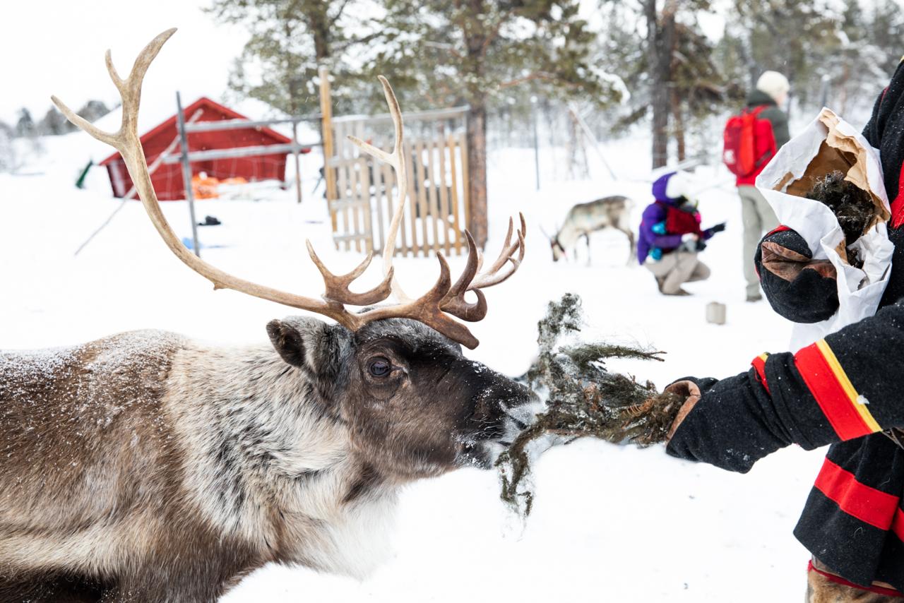 ČAKČA Sami Experience and Reindeer (autumn tour)