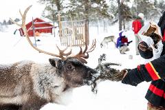ČAKČA Sami Experience and Reindeer (autumn tour)