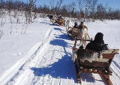 ÁRBI VUOJÁN - Excursion with the reindeer sled in the countryside