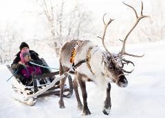 ÁRBI SUOHPAN Sami Experience and Reindeer