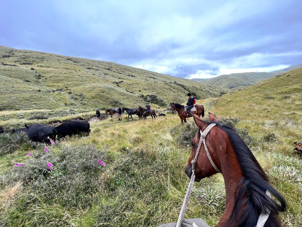 ARCHIVED Cattle Muster