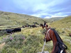 The Cattle Muster