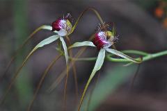 Wildflower and Orchid  Half day tour