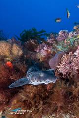 Blade Coral Deep Dives, Bunbury