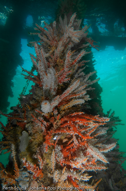 Discover Local Diving in Perth