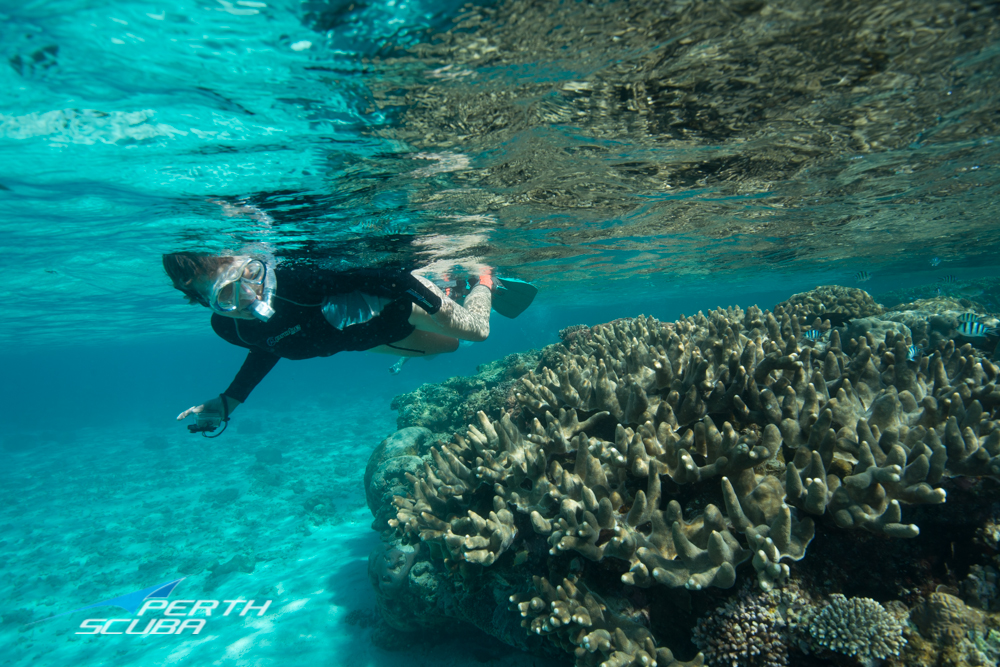 Ningaloo Dive, Snorkel & Sail Safari (5 Nights) - Perth Scuba Reservations