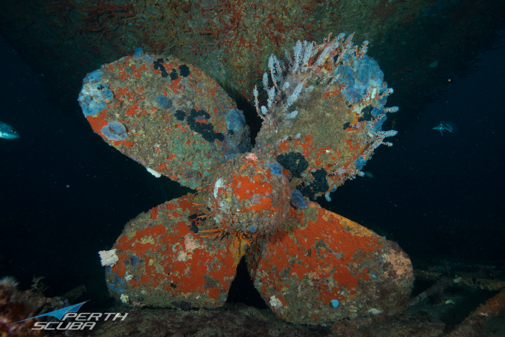 Lena Wreck Dive, Bunbury