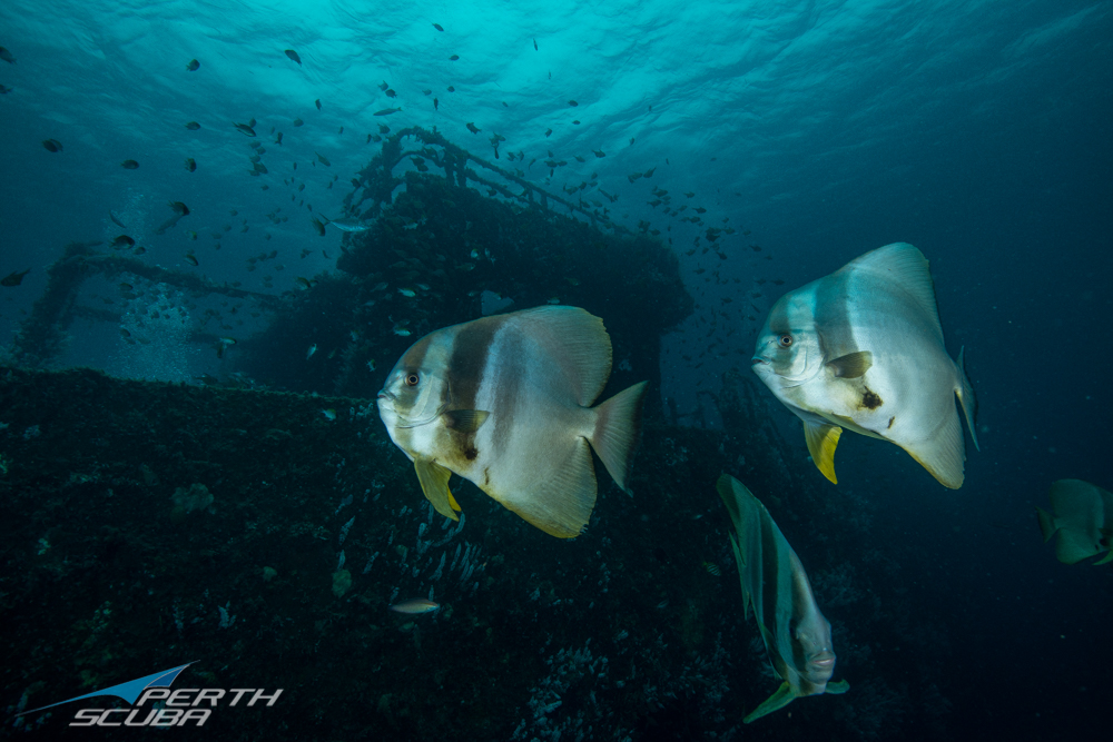 Lena Wreck Dive, Bunbury Perth Scuba Reservations