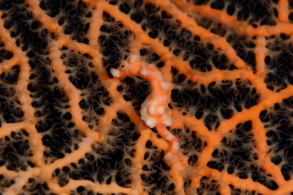 Philippines - Dauin & Apo Island
