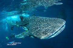 Raja Ampat Live-aboard Tour