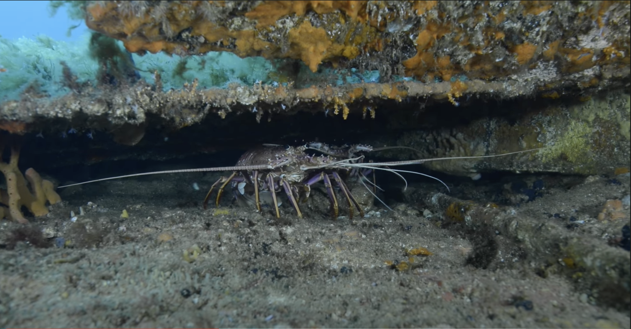 Lena Wreck Dive, Bunbury - Perth Scuba Reservations