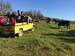 Off-Road Jeep Safari with Lunch