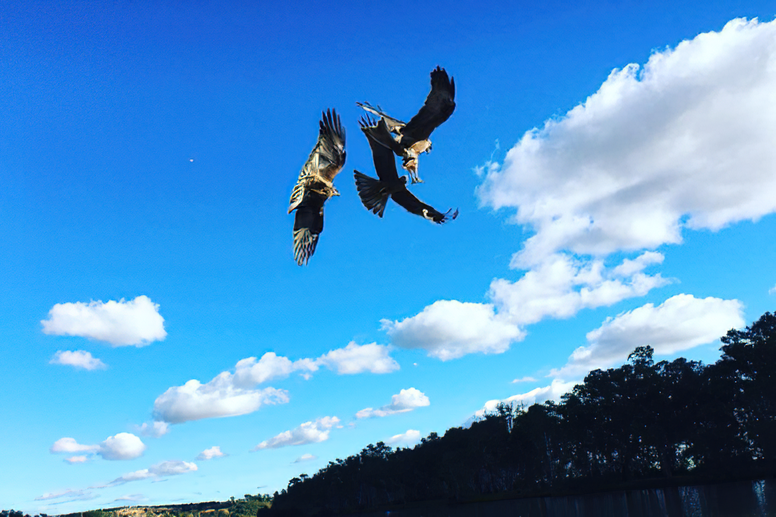 Raptor Feeding Bird Photography Cruise