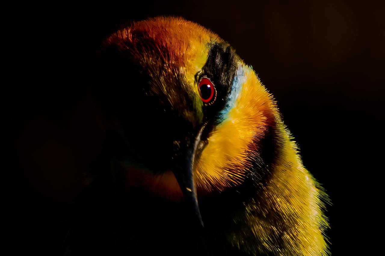 Rainbow Bee-Eater Photography Retreat
