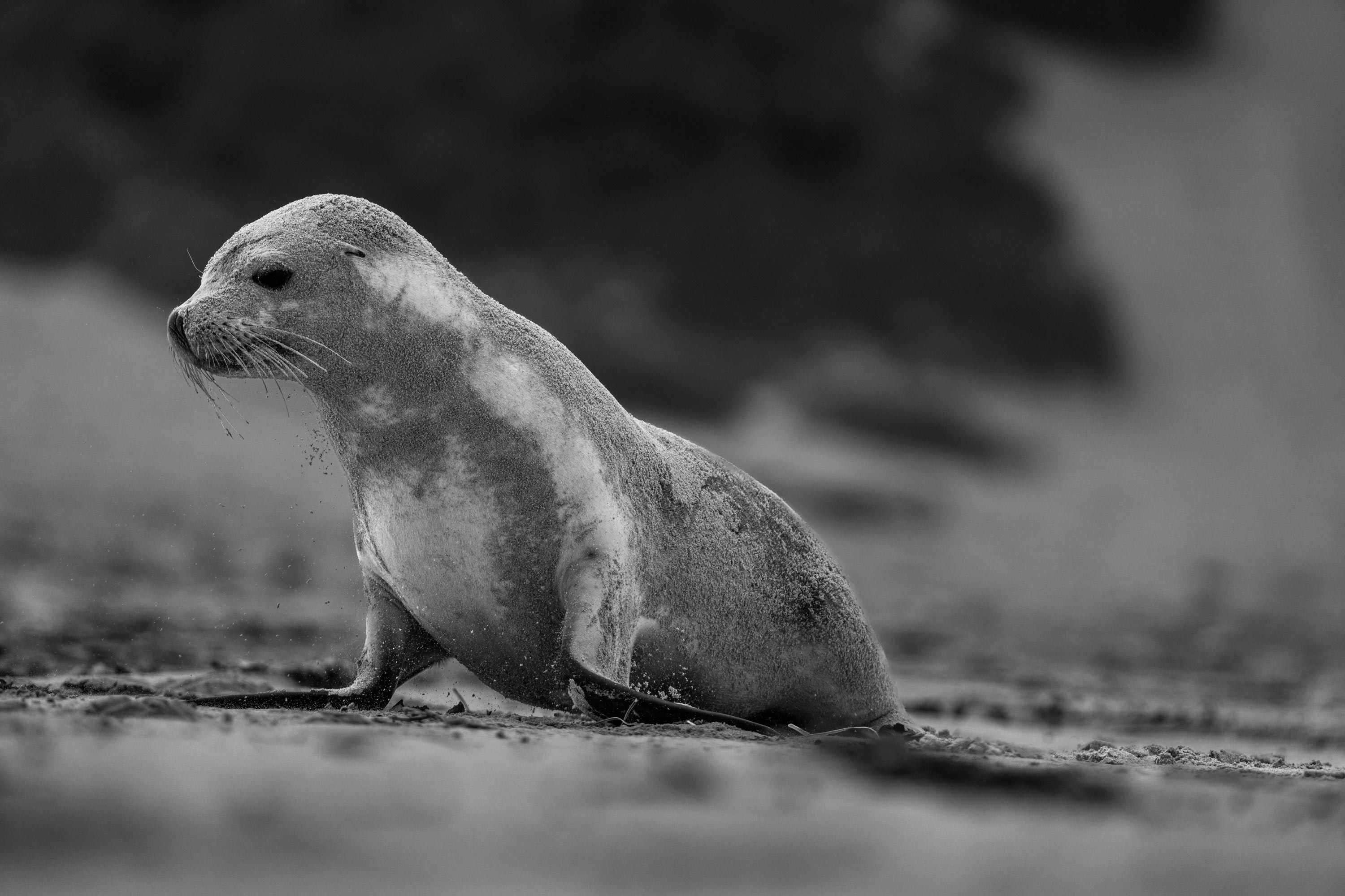 Kangaroo Island Photography Tour