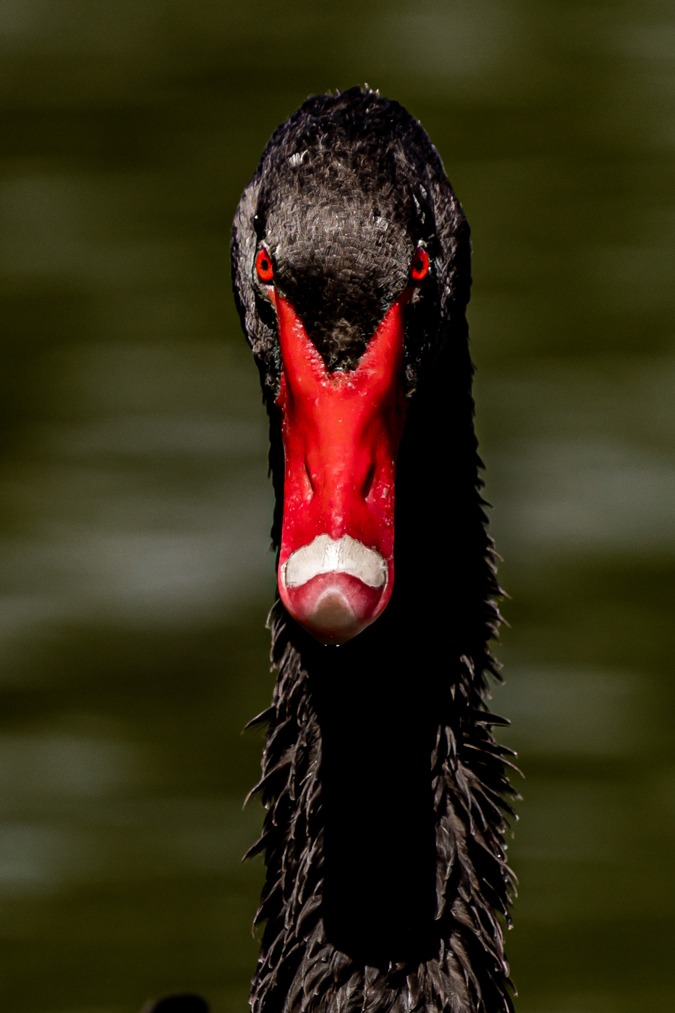 Raptor Feeding Bird Photography Cruise