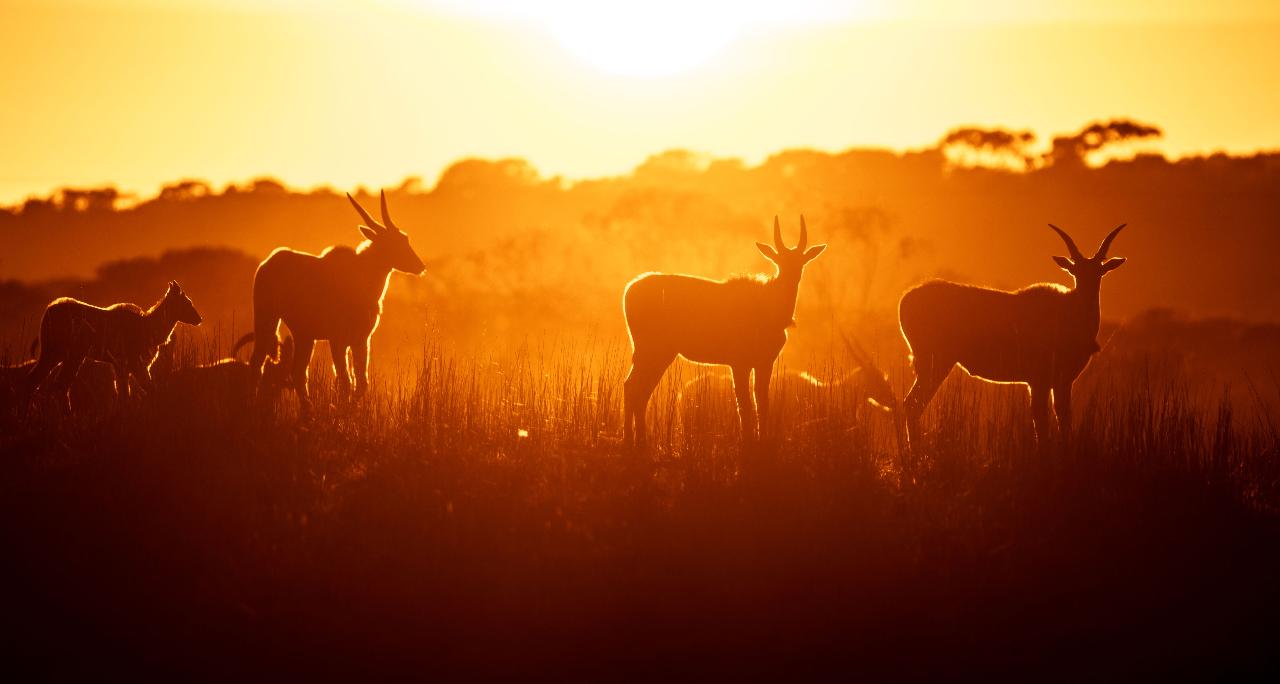 Wild Africa Photography Safari - Monarto South Australia 